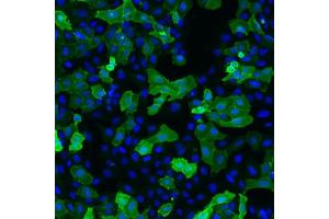 Immunofluorescence  detection of human GFRα-1 expressed in U2OS cells. (GFRA1 抗体)