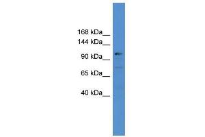 USP35 antibody used at 0. (USP35 抗体  (C-Term))