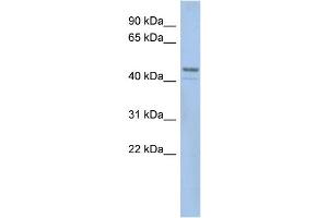 WB Suggested Anti-SMCR7L  Antibody Titration: 0. (SMCR7L 抗体  (N-Term))