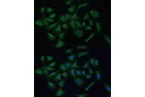 Immunofluorescence analysis of U-2 OS cells using REXO2 Polyclonal Antibody (ABIN7269955) at dilution of 1:100 (40x lens). (REXO2 抗体  (AA 26-237))