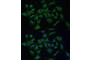 Immunofluorescence analysis of U-2 OS cells using REXO2 Polyclonal Antibody (ABIN7269955) at dilution of 1:100 (40x lens). (REXO2 抗体  (AA 26-237))