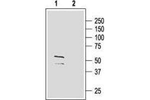 Western Blotting (WB) image for anti-gamma-aminobutyric Acid (GABA) A Receptor, gamma 2 (GABRG2) (AA 39-53), (Extracellular) antibody (ABIN7043193)