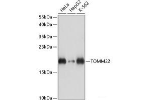 Western blot analysis of extracts of various cell lines using TOMM22 Polyclonal Antibody at dilution of 1:3000. (TOMM22 抗体)