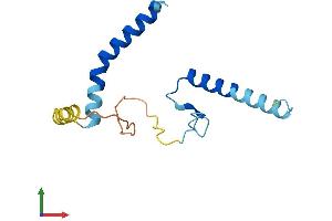 AlphaFold protein structure predicition of Human Recombinant LLPH Protein, UniprotID Q9BRT6