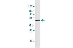 Western Blot detection against Immunogen (36. (MAP4 抗体  (AA 1-99))