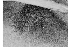 (0. (Enkephalin 抗体  (Internal Region))