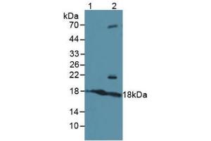 Western blot analysis of (1) Human Serum and (2) Human 293T Cells. (ATF3 抗体  (AA 1-181))