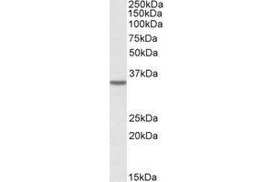 Image no. 1 for anti-Growth Hormone Inducible Transmembrane Protein (GHITM) (AA 41-54) antibody (ABIN490386) (GHITM 抗体  (AA 41-54))
