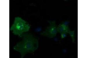 Anti-PDE2A mouse monoclonal antibody (ABIN2454216) immunofluorescent staining of COS7 cells transiently transfected by pCMV6-ENTRY PDE2A (RC207219). (PDE2A 抗体)