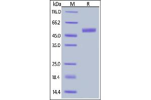 Biotinylated Human IL-15, Fc,Avitag on  under reducing (R) condition.