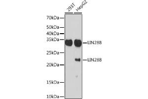 Western blot analysis of extracts of various cell lines, using LIN28B Rabbit mAb (ABIN7268267) at 1:1000 dilution. (LIN28B 抗体)