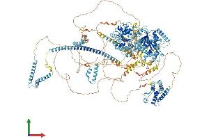 Protein Structure (PS) image for SWI/SNF Related, Matrix Associated, Actin Dependent Regulator of Chromatin, Subfamily A, Member 4 (SMARCA4) (AA 1-1613) protein (His tag) (ABIN7563671)