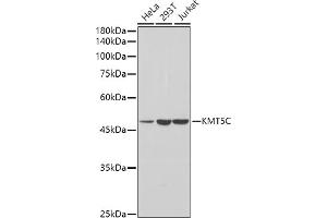 Western blot analysis of extracts of various cell lines, using KMT5C antibody (ABIN7270649) at 1:1000 dilution. (SUV420H2/KMT5C 抗体  (AA 100-200))