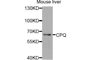 Western blot analysis of extracts of mouse liver cells, using CPQ antibody. (CPQ 抗体)