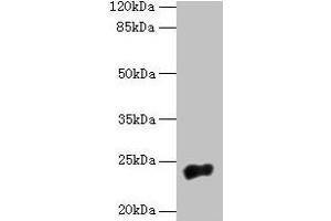 Western blot All lanes: NACA2 antibody at 5 μg/mL + 293T whole cell lysate Secondary Goat polyclonal to rabbit IgG at 1/10000 dilution Predicted band size: 24 kDa Observed band size: 24 kDa