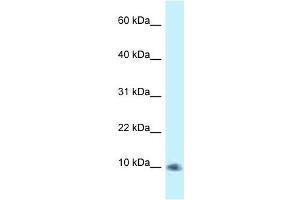 Western Blot showing PSMG3 antibody used at a concentration of 1. (PSMG3 抗体  (C-Term))