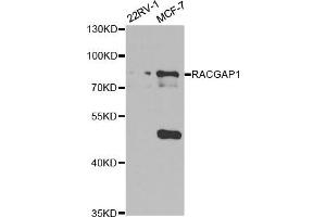 Western Blotting (WB) image for anti-Rac GTPase Activating Protein 1 (RACGAP1) antibody (ABIN1876486) (RACGAP1 抗体)