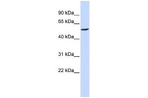 WB Suggested Anti-GABRB2 Antibody Titration:  0. (GABRB2 抗体  (N-Term))