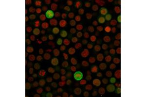 Immunofluorescence Analysis of Jurkat cells labeling BAX with Bax Monoclonal Antibody (Clone SPM33) followed by Goat anti-Mouse IgG-CF488 (Green). (BAX 抗体  (AA 3-16))