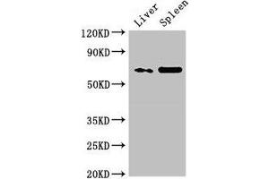 Western Blot Positive WB detected in: Rat liver tissue, Rat spleen tissue All lanes: PRSS56 antibody at 3 μg/mL Secondary Goat polyclonal to rabbit IgG at 1/50000 dilution Predicted band size: 65 kDa Observed band size: 65 kDa (PRSS56 抗体  (AA 36-116))