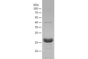 Western Blotting (WB) image for Peptidylprolyl Cis/trans Isomerase, NIMA-Interacting 1 (PIN1) (AA 1-163) protein (His tag) (ABIN7124343) (PIN1 Protein (AA 1-163) (His tag))