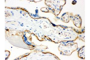 Anti- CD55 Picoband antibody, IHC(P) IHC(P): Human Placenta Tissue (CD55 抗体  (AA 35-347))