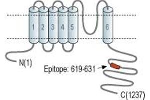 anti-Potassium Channel, Subfamily T, Member 1 (KCNT1) (AA 619-631), (C-Term), (Intracellular) antibody