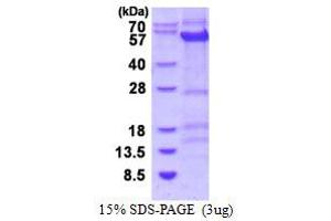 Cyclin B1 (CCNB1) (AA 1-433) protein (His tag)