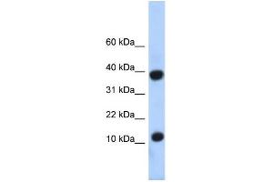 WB Suggested Anti-PCBD1 Antibody Titration:  0.