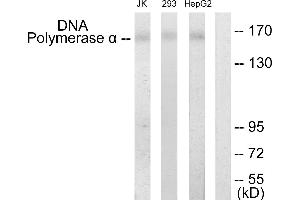 Western blot analysis of extracts from Jurkat cells, 293 cells and HepG2 cells, using DNA Polymerase α antibody. (POLA1 抗体)