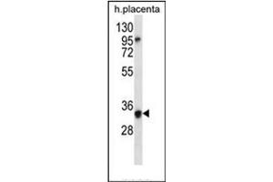 Western blot analysis of OR6N2 Antibody (C-term) in human placenta tissue lysates (35ug/lane). (OR6N2 抗体  (C-Term))