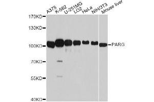 Western blot analysis of extracts of various cell lines, using PARG antibody (ABIN5998452) at 1:7000 dilution. (PARG 抗体)