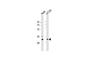 All lanes : Anti-GNB2L1 Antibody (K44) at 1:1000 dilution Lane 1: Hela whole cell lysate Lane 2: HT-29 whole cell lysate Lysates/proteins at 20 μg per lane. (GNB2L1 抗体  (N-Term))