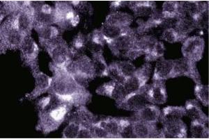 Immunofluorescence staining of ES-2 cells (Human ovary clear cell carcinoma, ATCC CRL-1978). (GOLGA5 抗体  (AA 510-713))