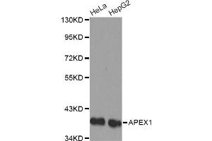 Western blot analysis of extracts of various cell lines, using APEX1 antibody. (APEX1 抗体)