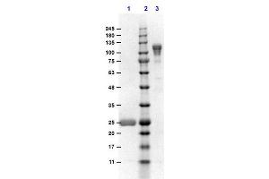 SDS-PAGE results of Goat F(ab')2 Anti-MOUSE IgG F(c) Antibody Min X Bv, Hs, & Hu Serum Proteins.
