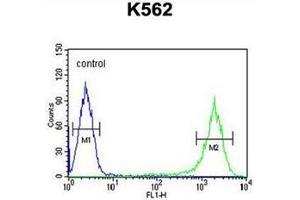 Flow cytometric analysis of K562 cells using GAGE7 Antibody (C-term) Cat. (G Antigen 7 抗体  (C-Term))