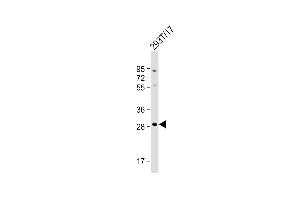Anti-RRAGD Antibody (Center) at 1:1000 dilution + 293T/17 whole cell lysate Lysates/proteins at 20 μg per lane.