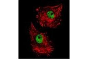 Confocal immunofluorescent analysis of FUS Antibody (C-term) Cat. (FUS 抗体  (C-Term))