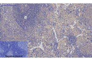 Immunohistochemical analysis of paraffin-embedded rat spleen tissue. (p53 抗体)