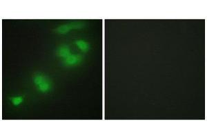 Immunofluorescence (IF) image for anti-CREB/ATF BZIP Transcription Factor (CREBZF) (C-Term) antibody (ABIN1850002) (CREBZF 抗体  (C-Term))
