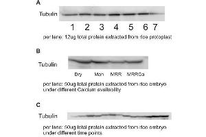 Western Blotting (WB) image for anti-Tubulin alpha Chain (TUB1) antibody (ABIN7477855)