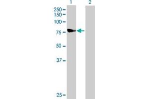 Western Blot analysis of NDUFS1 expression in transfected 293T cell line by NDUFS1 MaxPab polyclonal antibody. (NDUFS1 抗体  (AA 1-727))