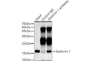 Immunoprecipitation analysis of 300 μg extracts of HeLa cells using 3 μg Stathmin 1 antibody (ABIN1678518, ABIN3018873, ABIN3018874 and ABIN7101680). (Stathmin 1 抗体)