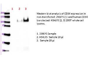 Image no. 1 for CD34 (human): 293T Lysate (ABIN1112257)