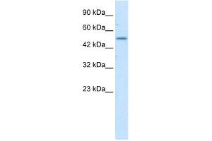 WB Suggested Anti-ZNF683 Antibody Titration:  1. (ZNF683 抗体  (N-Term))