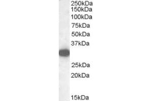 Image no. 1 for anti-Monoglyceride Lipase (MGLL) (Internal Region) antibody (ABIN375108) (MGLL 抗体  (Internal Region))