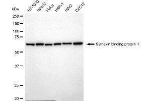 Western blotting analysis using Syntaxin binding protein 1 antibody (ABIN7800497). (Recombinant STXBP1 抗体)