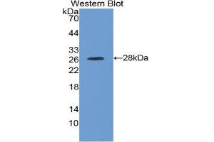Western Blotting (WB) image for anti-Kallikrein-Related Peptidase 4 (KLK4) (AA 32-256) antibody (ABIN3208602) (Kallikrein 4 抗体  (AA 32-256))