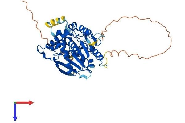 NDRG3 Protein (AA 1-375) (His tag)